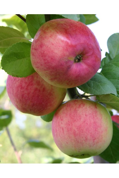 Malus domestica Melba